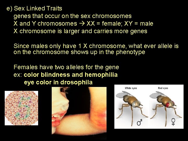 e) Sex Linked Traits genes that occur on the sex chromosomes X and Y