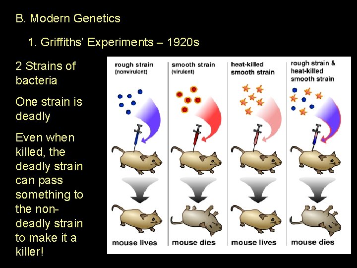 B. Modern Genetics 1. Griffiths’ Experiments – 1920 s 2 Strains of bacteria One