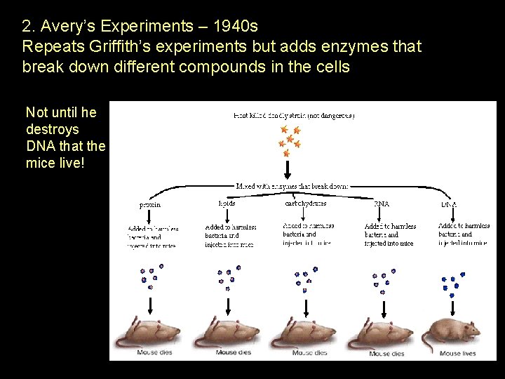 2. Avery’s Experiments – 1940 s Repeats Griffith’s experiments but adds enzymes that break