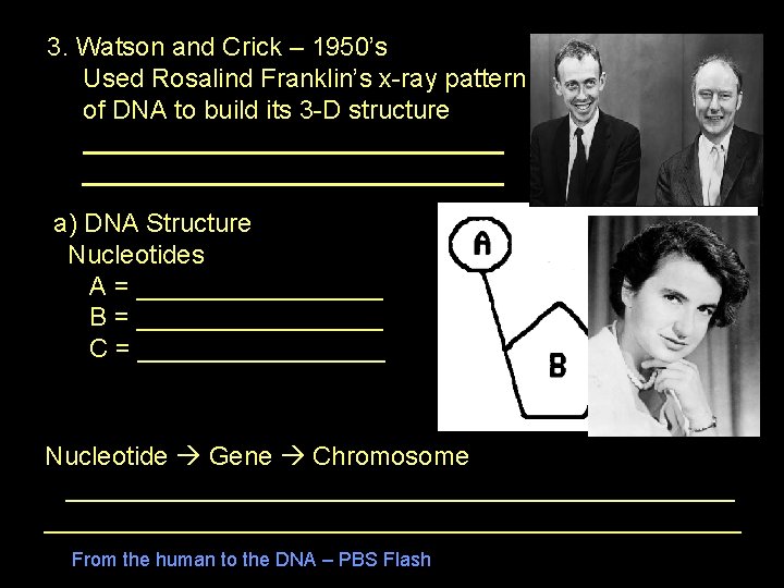 3. Watson and Crick – 1950’s Used Rosalind Franklin’s x-ray pattern of DNA to