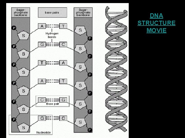 DNA STRUCTURE MOVIE 