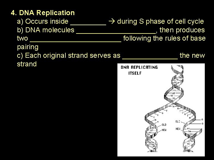 4. DNA Replication a) Occurs inside _____ during S phase of cell cycle b)