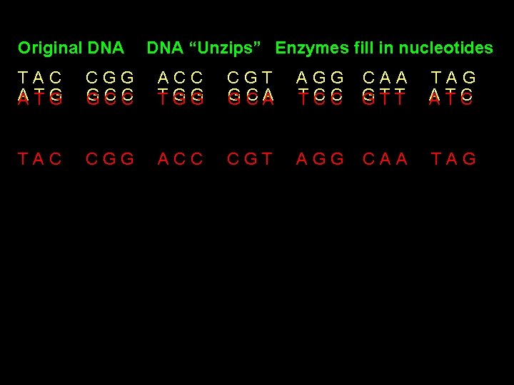 Original DNA “Unzips” Enzymes fill in nucleotides TAC A AT TG G CGG G