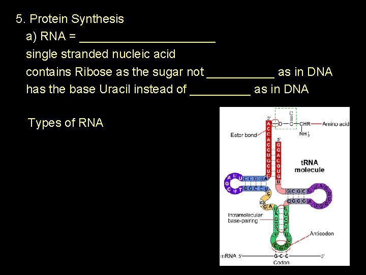 5. Protein Synthesis a) RNA = __________ single stranded nucleic acid contains Ribose as