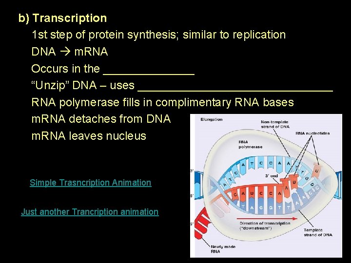 b) Transcription 1 st step of protein synthesis; similar to replication DNA m. RNA