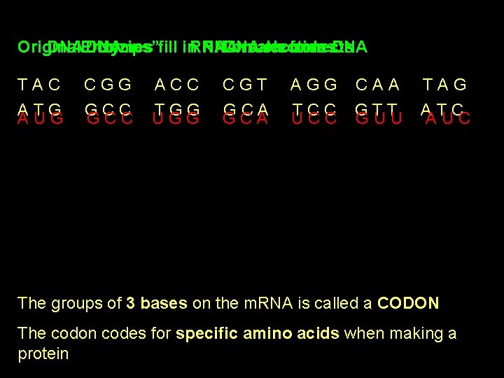 Original DNAEnzymes DNA “Unzips”fill in. RNA DNA breaks nucleotides reconnects from DNA TAC CGG