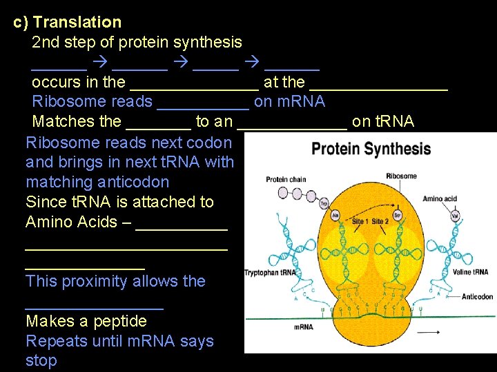 c) Translation 2 nd step of protein synthesis ______ ______ occurs in the _______