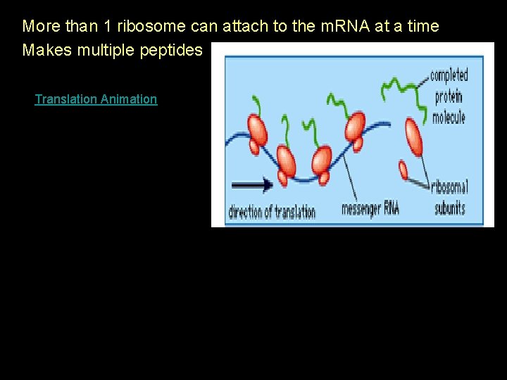 More than 1 ribosome can attach to the m. RNA at a time Makes