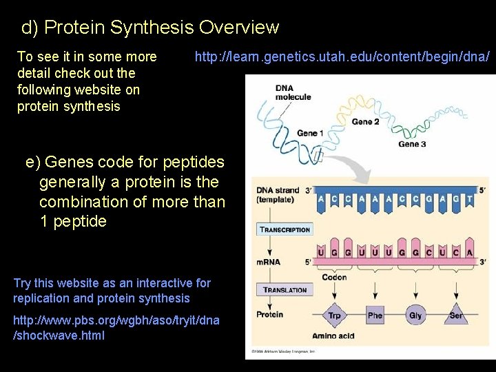 d) Protein Synthesis Overview To see it in some more detail check out the