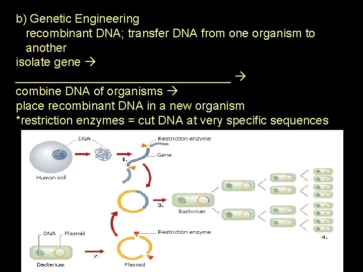 b) Genetic Engineering recombinant DNA; transfer DNA from one organism to another isolate gene