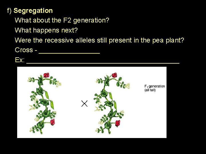 f) Segregation What about the F 2 generation? What happens next? Were the recessive