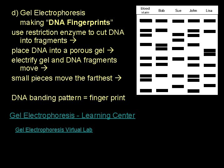 d) Gel Electrophoresis making “DNA Fingerprints” use restriction enzyme to cut DNA into fragments