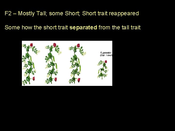 F 2 – Mostly Tall; some Short; Short trait reappeared Some how the short