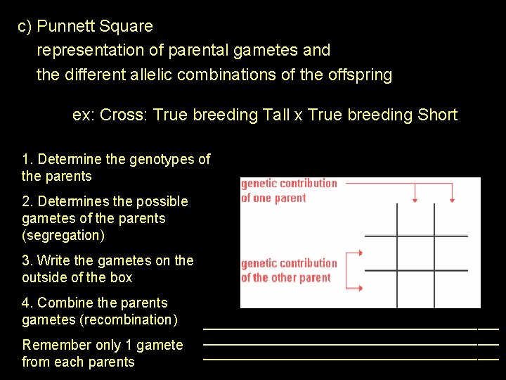 c) Punnett Square representation of parental gametes and the different allelic combinations of the
