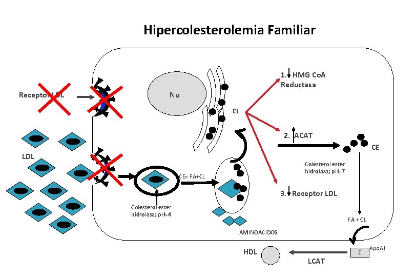 Hipercolesterolemia Familiar 1. HMG Co. A Reductasa Receptor LDL Nu CL 2. ACAT CE
