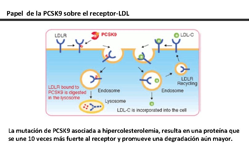 Papel de la PCSK 9 sobre el receptor-LDL La mutación de PCSK 9 asociada