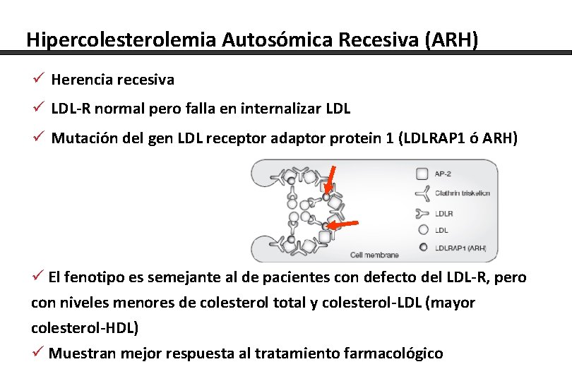 Hipercolesterolemia Autosómica Recesiva (ARH) ü Herencia recesiva ü LDL-R normal pero falla en internalizar