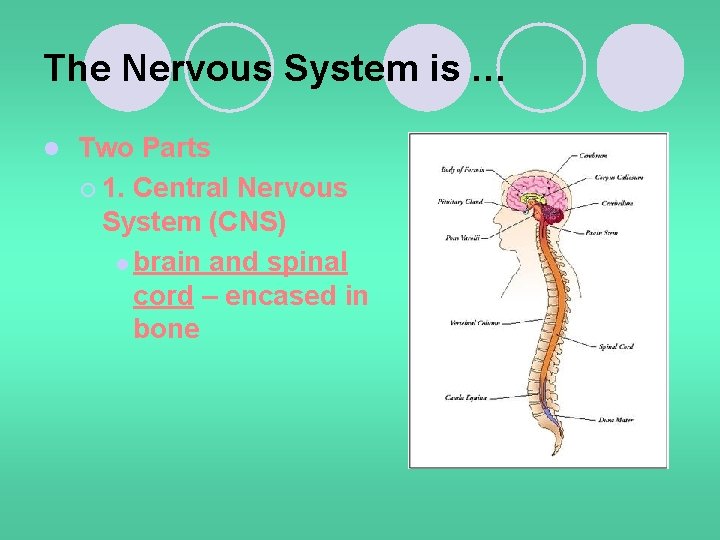 The Nervous System is … l Two Parts ¡ 1. Central Nervous System (CNS)