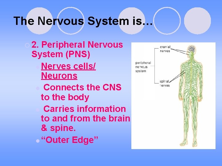 The Nervous System is… ¡ 2. Peripheral Nervous System (PNS) l Nerves cells/ Neurons