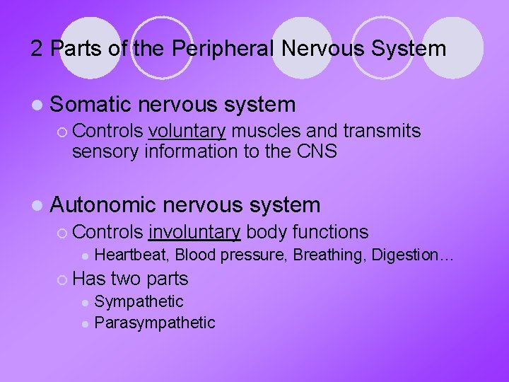2 Parts of the Peripheral Nervous System l Somatic nervous system ¡ Controls voluntary