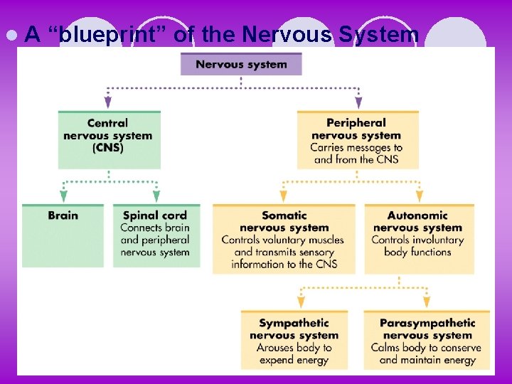 l. A “blueprint” of the Nervous System 