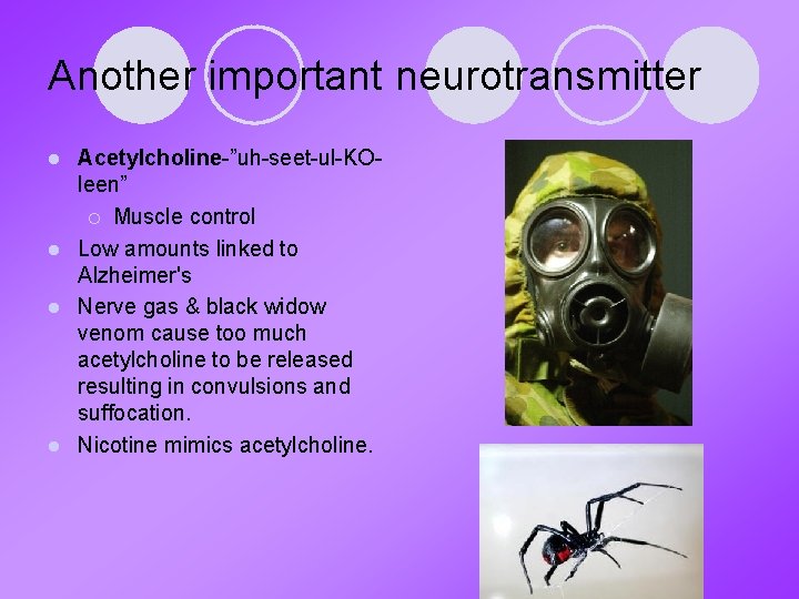Another important neurotransmitter Acetylcholine-”uh-seet-ul-KOleen” ¡ Muscle control l Low amounts linked to Alzheimer's l