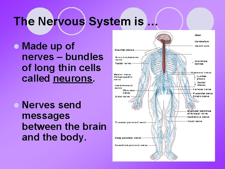 The Nervous System is … l Made up of nerves – bundles of long