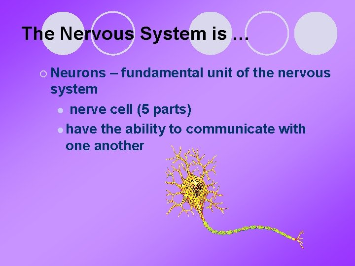 The Nervous System is … ¡ Neurons – fundamental unit of the nervous system