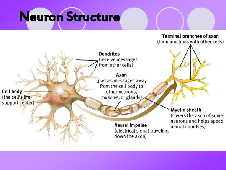 Neuron Structure 
