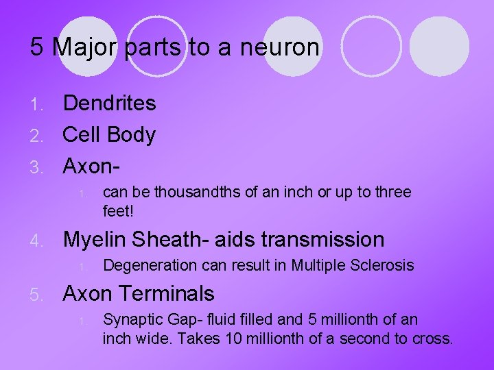 5 Major parts to a neuron Dendrites 2. Cell Body 3. Axon 1. 4.