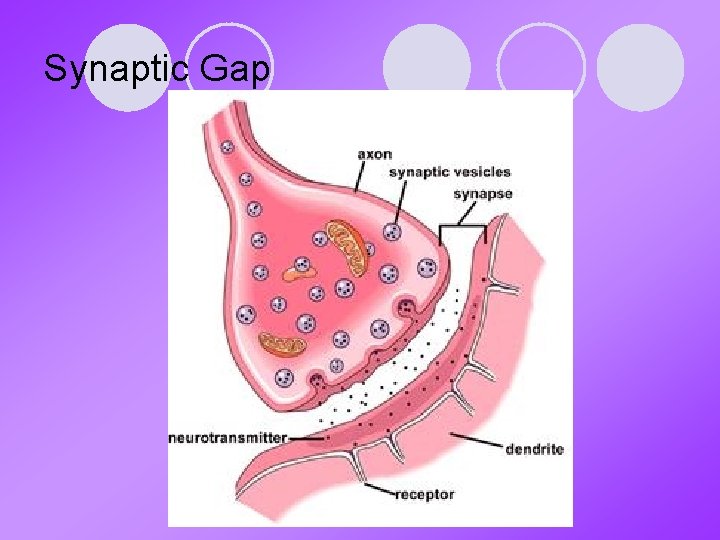 Synaptic Gap 