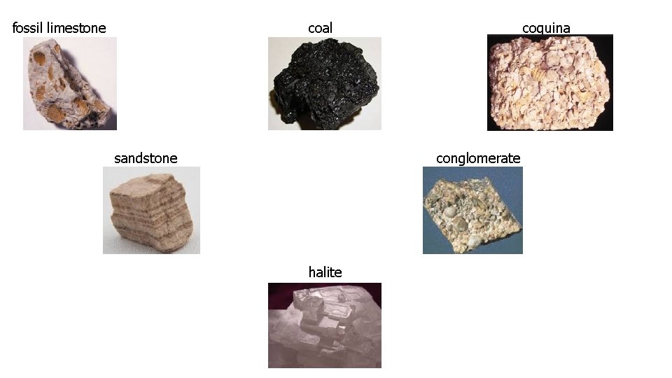 fossil limestone coal sandstone coquina conglomerate halite 