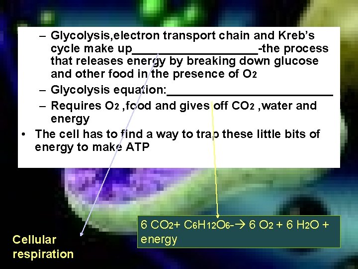 – Glycolysis, electron transport chain and Kreb’s cycle make up__________-the process that releases energy