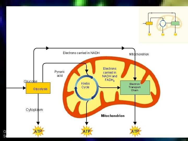 Section 9 -1 Electrons carried in NADH Pyruvic acid Glucose Glycolysis Krebs Cycle Mitochondrion