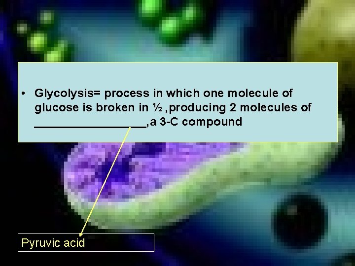  • Glycolysis= process in which one molecule of glucose is broken in ½