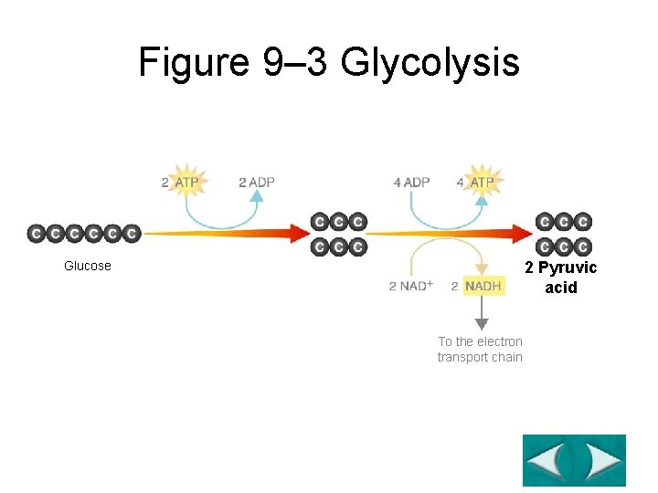 Section 9 -1 Figure 9– 3 Glycolysis Glucose 2 Pyruvic acid To the electron