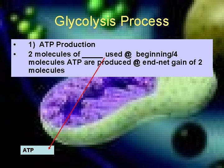 Glycolysis Process • • 1) ATP Production 2 molecules of _____ used @ beginning/4