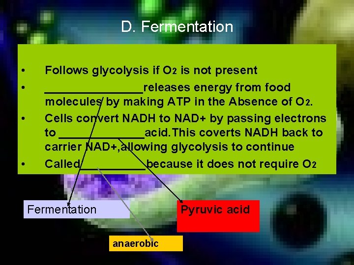 D. Fermentation • • Follows glycolysis if O 2 is not present ________releases energy