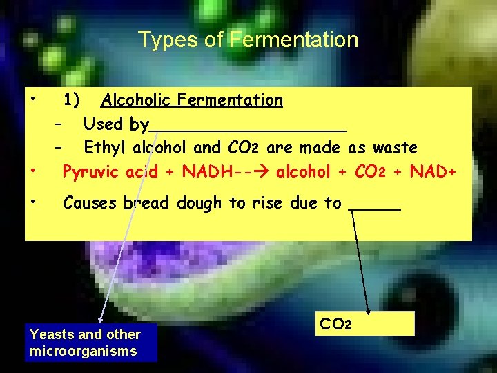 Types of Fermentation • • • 1) Alcoholic Fermentation – Used by__________ – Ethyl