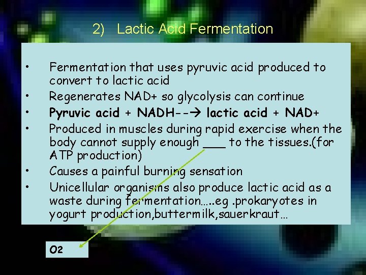 2) Lactic Acid Fermentation • • • Fermentation that uses pyruvic acid produced to