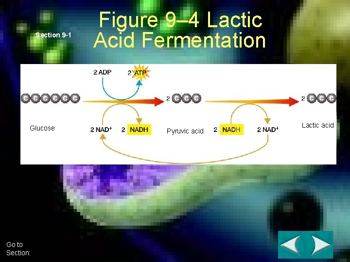 Section 9 -1 Glucose Go to Section: Figure 9– 4 Lactic Acid Fermentation Pyruvic