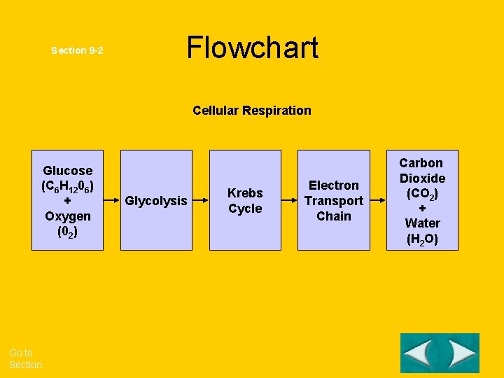 Section 9 -2 Flowchart Cellular Respiration Glucose (C 6 H 1206) + Oxygen (02)