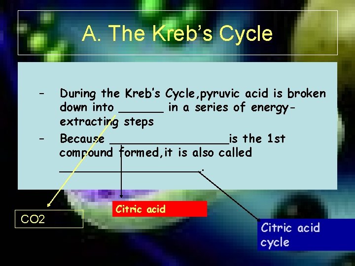 A. The Kreb’s Cycle – – CO 2 During the Kreb’s Cycle, pyruvic acid