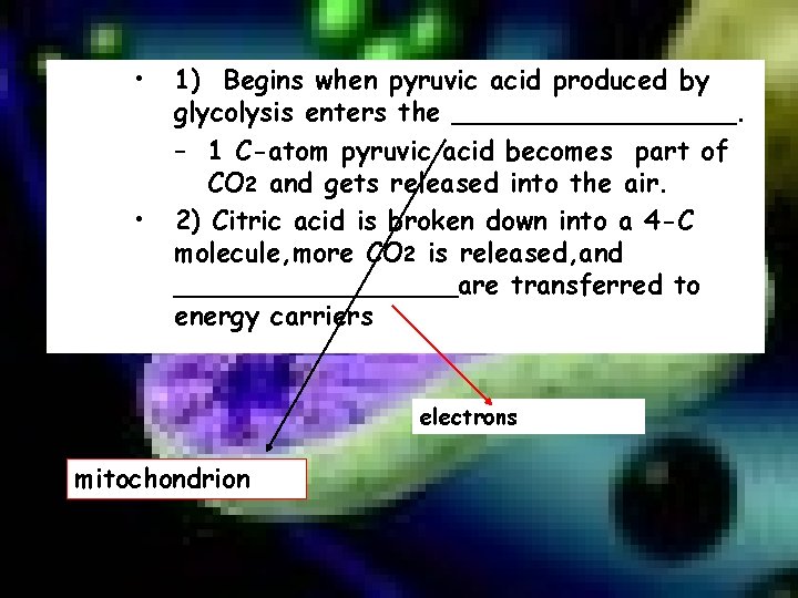  • • 1) Begins when pyruvic acid produced by glycolysis enters the _________.