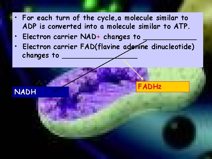  • For each turn of the cycle, a molecule similar to ADP is