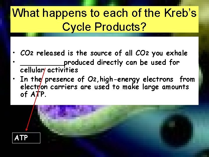 What happens to each of the Kreb’s Cycle Products? • CO 2 released is