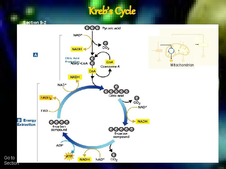 Kreb’s Cycle Section 9 -2 Citric Acid Production Go to Section: Mitochondrion 