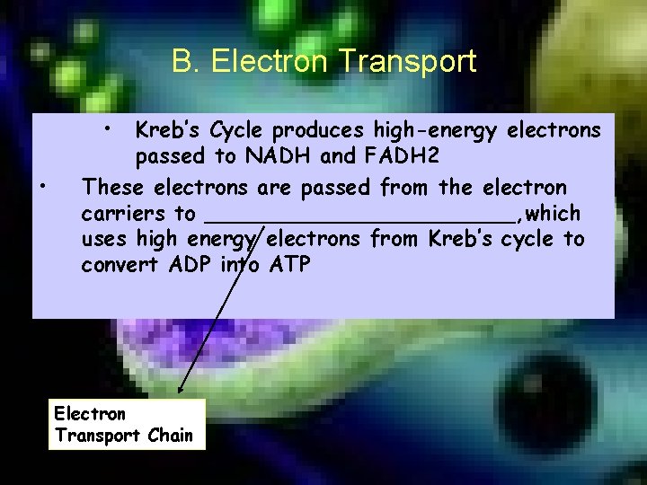 B. Electron Transport • • Kreb’s Cycle produces high-energy electrons passed to NADH and