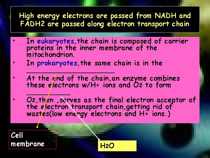 High energy electrons are passed from NADH and FADH 2 are passed along electron