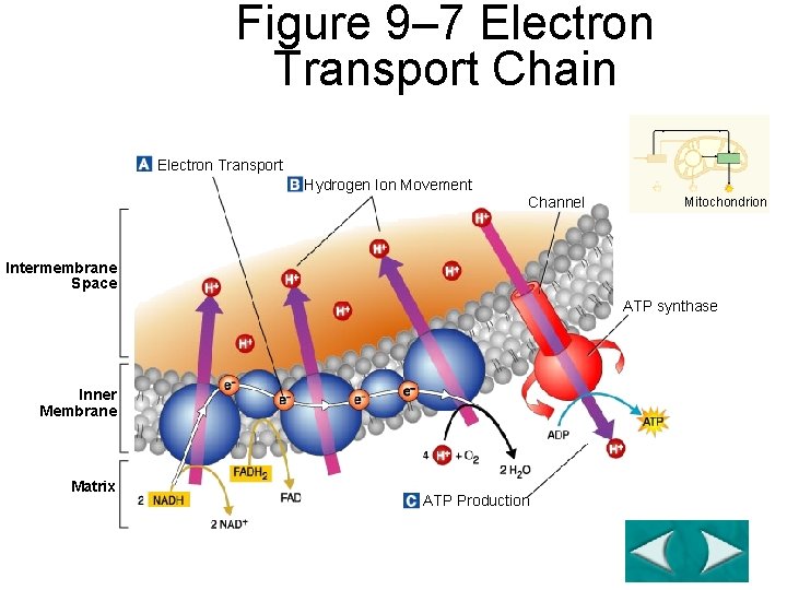 Section 9 -2 Figure 9– 7 Electron Transport Chain Electron Transport Hydrogen Ion Movement